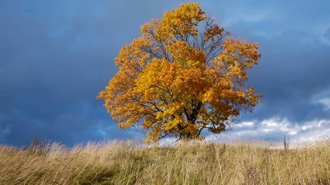 Maple tree showing the colors of autumn before rain Stockbeeldmateriaal 81088952