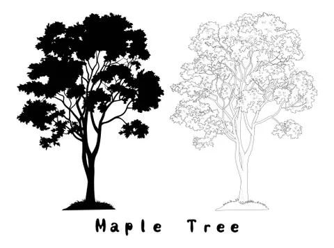 Maple Tree Silhouette, Contours and Inscriptions Stock Illustration