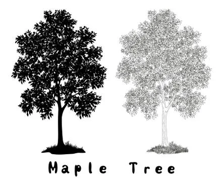 Maple Tree Silhouette, Contours and Inscriptions Stock Illustration