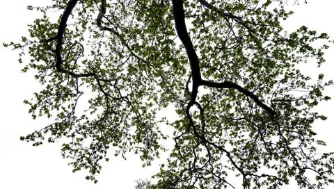 Maple tree silhouette in the park Stock Photos