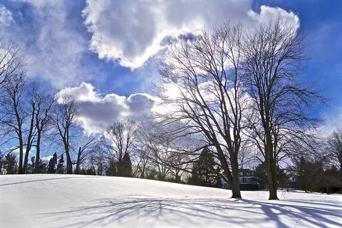 The maple tree in the snow covering the park Stock Photos