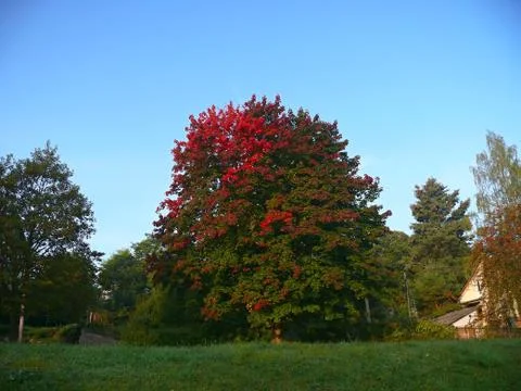 Maple tree standing alone in autumn Stock Photos