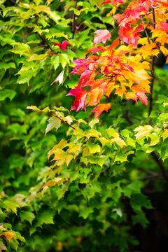 Maple tree starting to turn colors in autumn Stock Photos