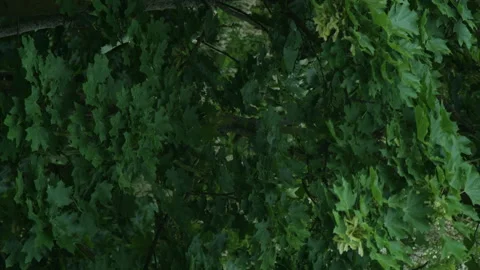 Maple Tree in Storm Detail Vertical Angle Stock Footage 195946293