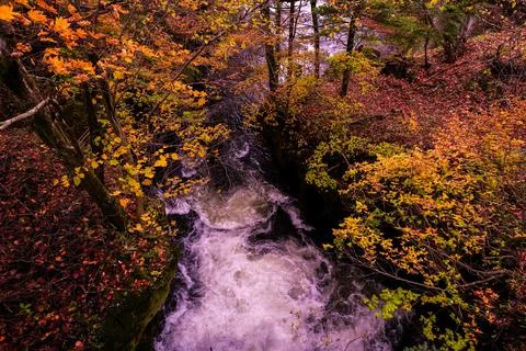 Maple tree with stream Stock Photos
