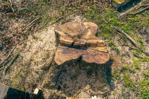 A maple tree stump, freshly cut, from which maple sap still flows. Stock Photos
