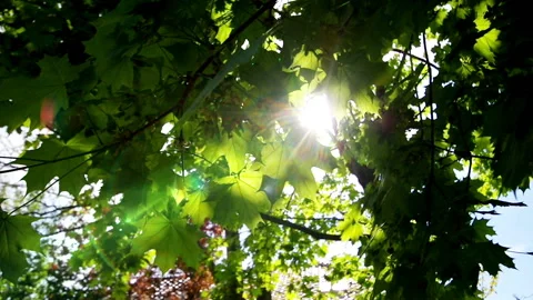 Maple tree with sun beams behind Stock Footage 129552003