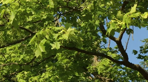 Maple tree in sunny summer day green leaves in wind motion video footage Stock Footage 53861722