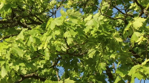 Maple tree in sunny summer day green leaves in wind motion video footage Stock Footage 53861740
