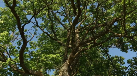 Maple tree in sunny summer day green leaves in wind motion video footage Stock Footage 53861816