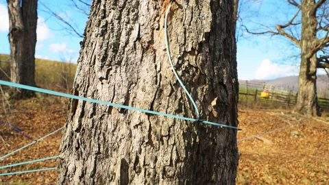 Maple tree syrup tube taps collecting sap at Virginia Blue Grass Highland county Stock Footage 203975835