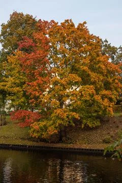 Maple tree of three colors soaking on the bank of a water channel Stock Photos