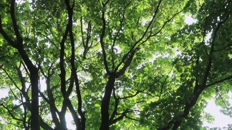Maple tree top with green leaves. Stock-Footage 135412104