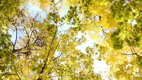 Maple Tree Tops In Autumn closeup Stock Footage 96376053