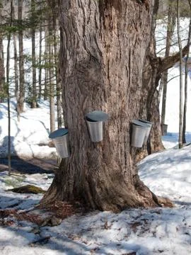Maple tree with traditionnal buckets Stock Photos