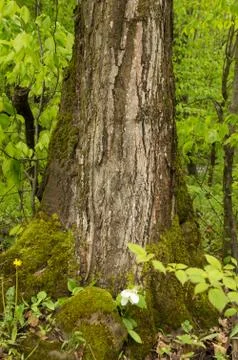 Maple tree trunk close-up with white trillium flower Stock Photos