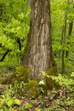 Maple tree trunk close-up with white trillium flower Stock Photos