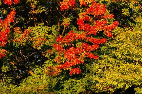 Maple tree turning red and orange in October Stock Photos