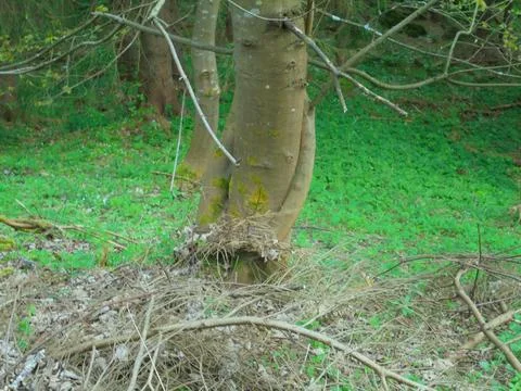 Maple tree with two siblings growing together,resembling a hug Stock Photos