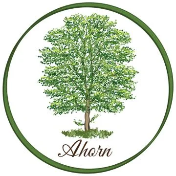 Maple tree as vector drawn with single leaves Stock Illustration