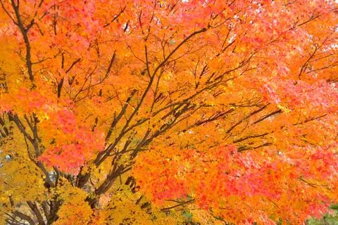Maple tree in vibrant orange and red colors in Japan Stock Photos
