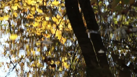 Maple tree water ripple Stock Footage 103829569
