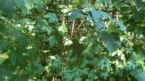 A maple tree waving his leaves while a leaf waves particularly strong Stock Footage 115106841
