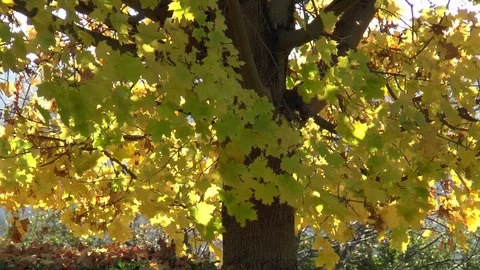 Maple Tree  In The wind Stock Footage 101053727