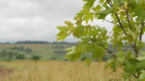 Maple tree on the wind. Video stock 114018889