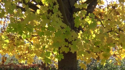 Maple Tree In The Wind Slow Motion Stock Footage 101053061