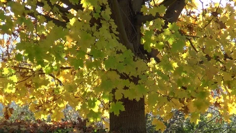Maple Tree In The Wind Slow Motion Stock Footage 101053120