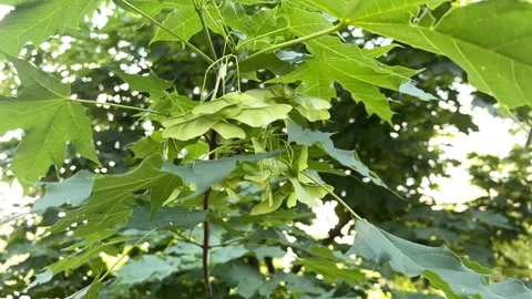Maple tree with wind in slow motion, beautiful nature background 動画素材 197187807