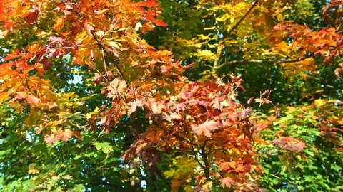 Maple tree in the winter Stock Footage 84768404