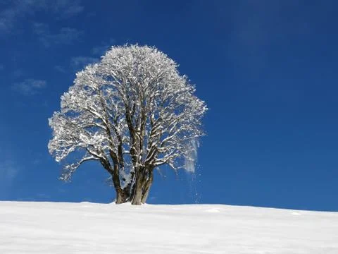 Maple tree in winter Stock Photos