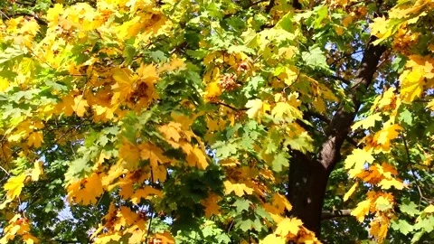 Maple tree with yellow and green leaves at autumn Stock Footage 138018790
