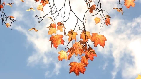 Maple tree with yellow and orange leaves in the wind in a sunny park. Stock Footage 75389187