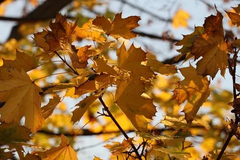 Maple tree with yellow and orange foliage in late afternoon sun shot from trunk Stock Photos