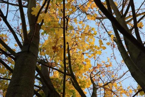 Maple tree with yellow and orange foliage in late afternoon sun shot from trunk Stock Photos