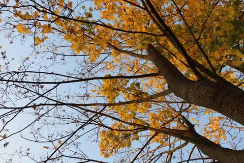 Maple tree with yellow and orange foliage in late afternoon sun shot from trunk Stock Photos