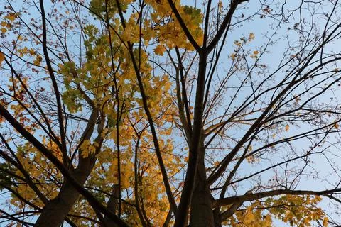 Maple tree with yellow and orange foliage in late afternoon sun shot from trunk Stock Photos