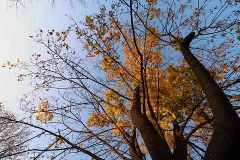 Maple tree with yellow and orange foliage in late afternoon sun shot from trunk Stock Photos