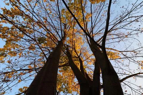 Maple tree with yellow and orange foliage in late afternoon sun shot from trunk Stock Photos