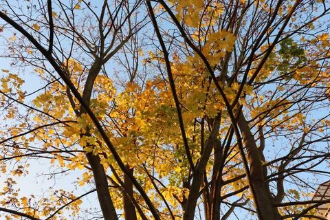 Maple tree with yellow and orange foliage in late afternoon sun shot from trunk Stock Photos