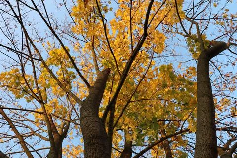 Maple tree with yellow and orange foliage in late afternoon sun shot from trunk Stock Photos