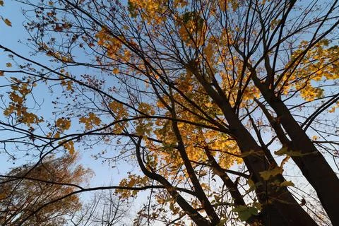 Maple tree with yellow and orange foliage in late afternoon sun shot from trunk Stock Photos