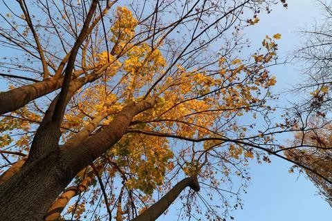 Maple tree with yellow and orange foliage in late afternoon sun shot from trunk Stock Photos