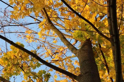 Maple tree with yellow and orange foliage in late afternoon sun shot from trunk Stock Photos