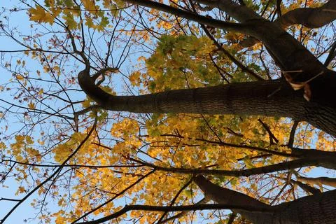 Maple tree with yellow and orange foliage in late afternoon sun shot from trunk Stock Photos