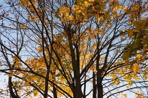 Maple tree with yellow and orange foliage in late afternoon sun shot from trunk Foto stock