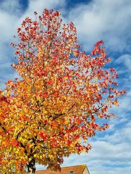 Maple tree with yellow and red leaves Stock Photos